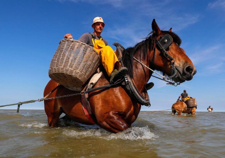 The Ancient Skill Of Shrimp Fishing On Horseback